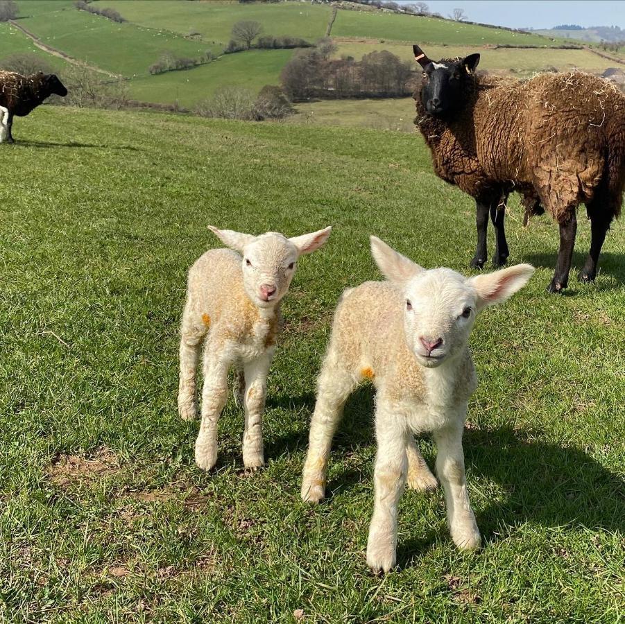 Llangynidr Pant Llwyd Farm 빌라 외부 사진